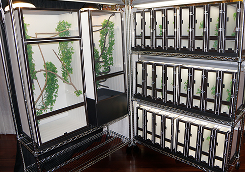 Rack Breeding System of Chameleon Cages