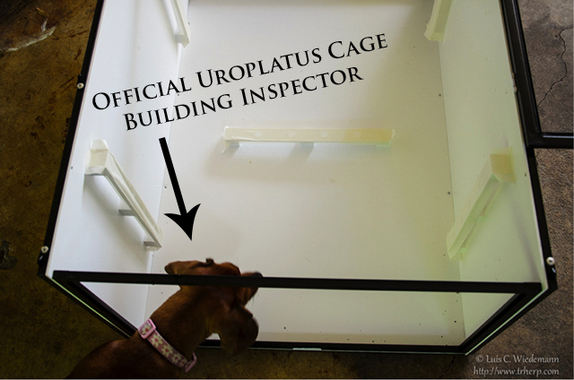 Dog inspecting the leaf tailed gecko cage building process