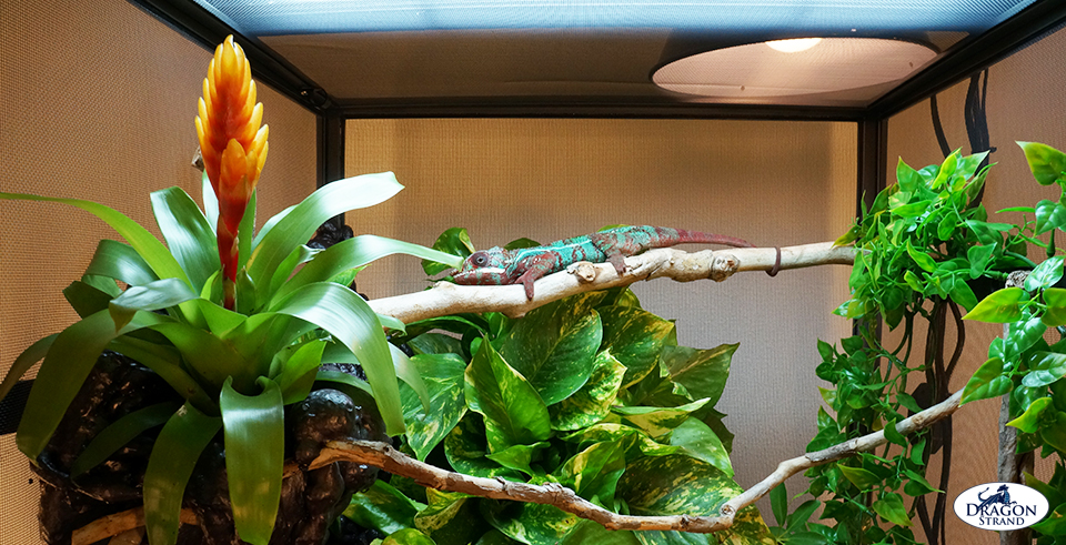 Upper Level Branching in chameleon cage setup