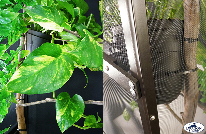 Chameleon Cage setup: Mounting a plant pot
