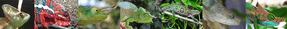 Chameleon species