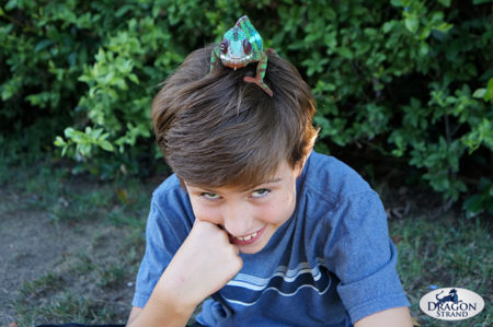 Are Chameleons Good Pets For Children? – Dragon Strand