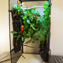 Naturalistic Adult Chameleon Cage Setup