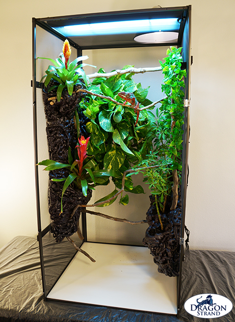 Naturalistic Adult Chameleon Cage Setup