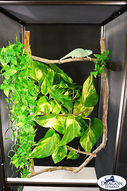 Naturalistic Chameleon Cage Setup
