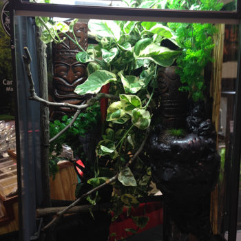 Tiki Cage at Show 1 800 Naturalistic Chameleon Cages