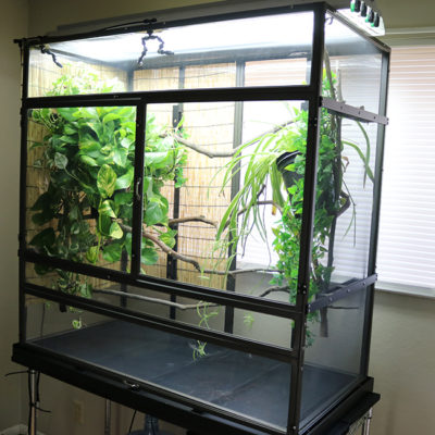 10 cage setup angled Large Atrium Chameleon Cage