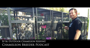 Chameleon Breeder Podcast on outdoor chameleon keeping