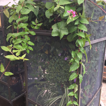Final cage profile picture chameleon screen care with free flow top