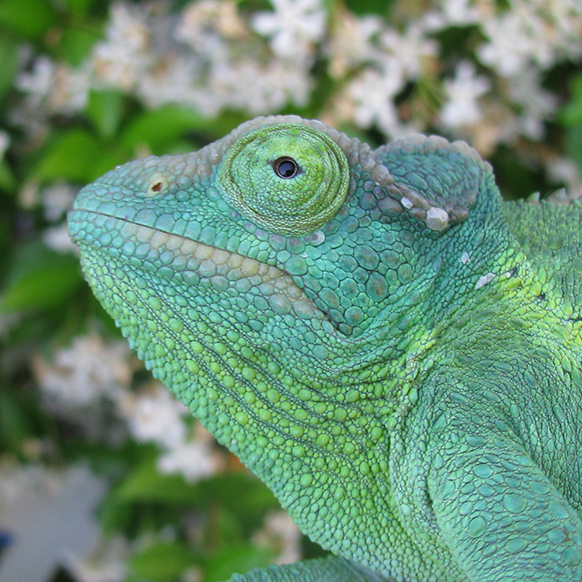 eye of the Jacksons chameleon