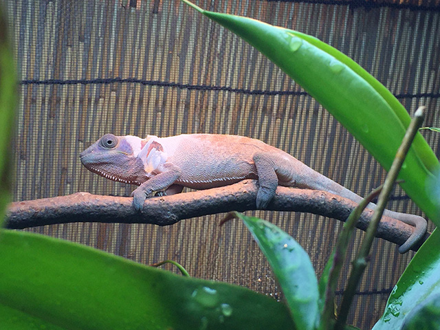 Female Panther Chameleon