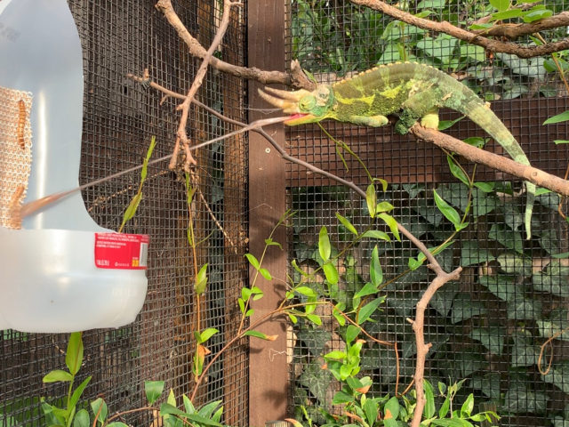 Chameleon shooting tongue Jacksons Chameleon eating
