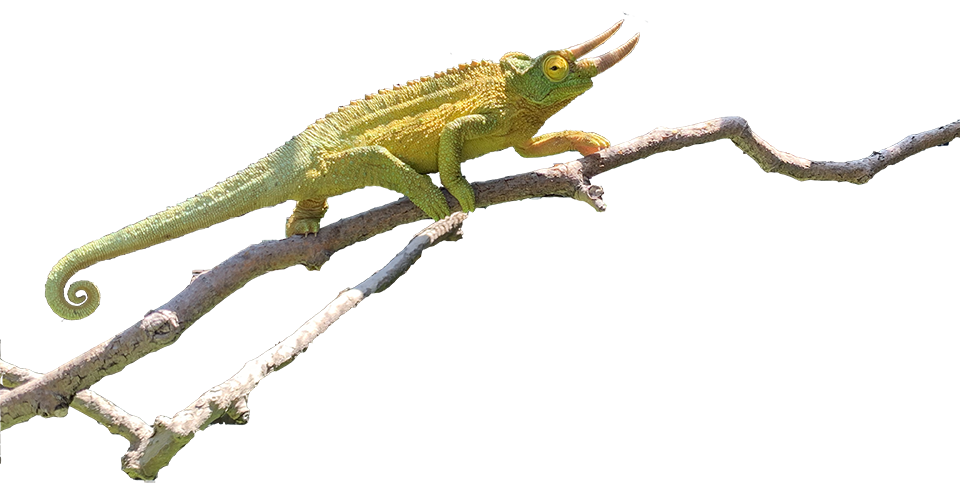 Jackson's Chameleon