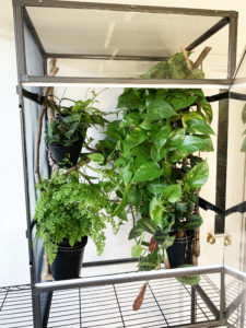 Medium Tall Atrium with Plants