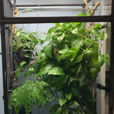 Medium Tall Clearside Atrium Enclosure with plant cover