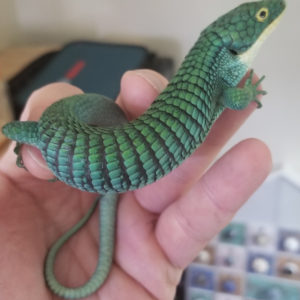 Abronia graminea