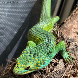 Abronia smithi