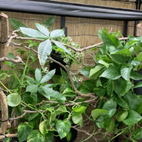 thicket of foliage with Dragon Ledges