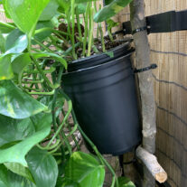 potted plant on side of cage with Dragon Ledges