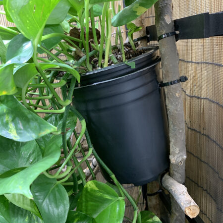 potted plant on side of cage with Dragon Ledges