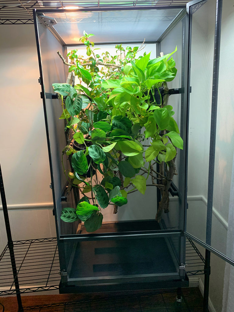 Tall Screen Chameleon Cage System Dragon Strand