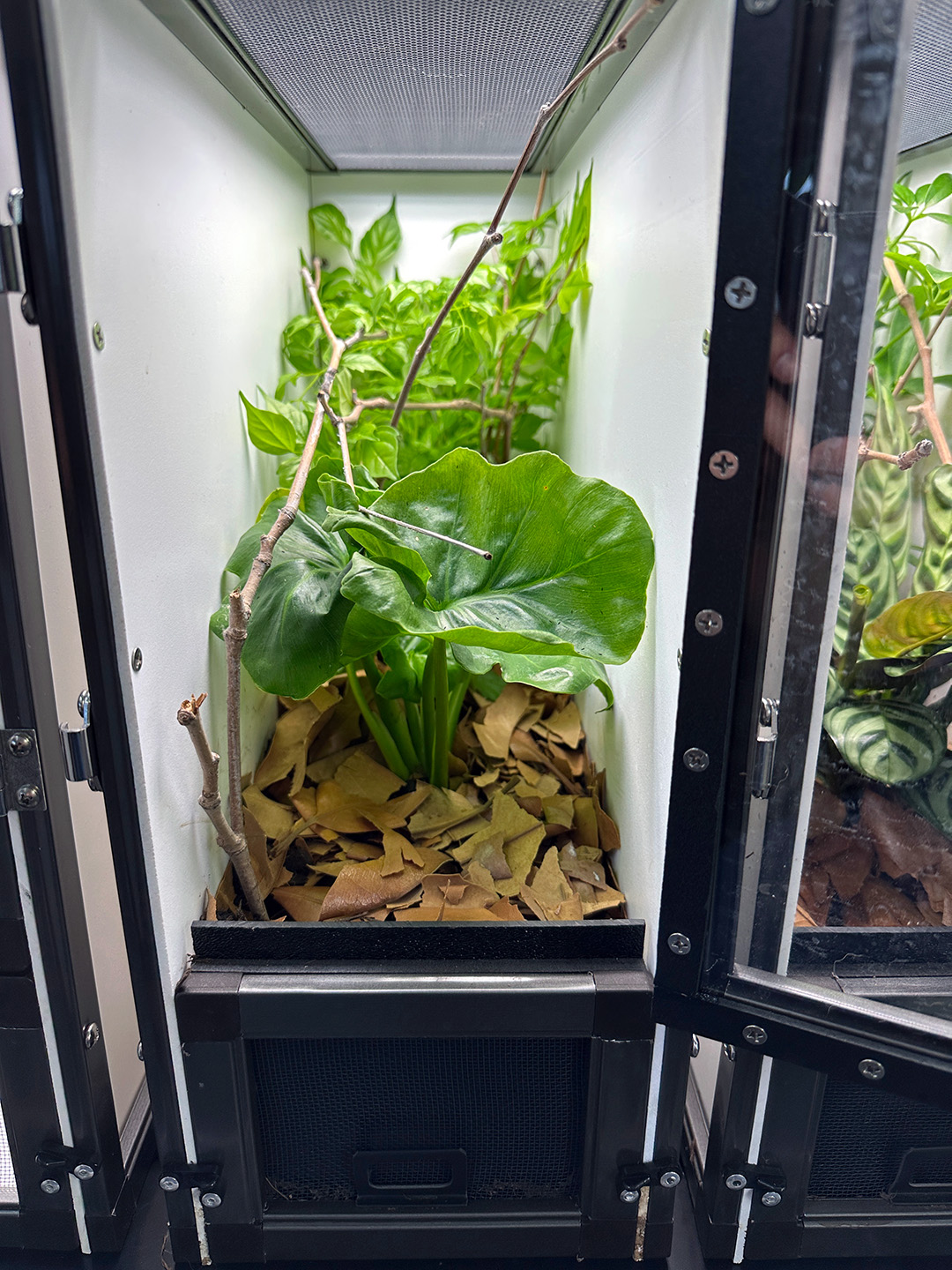 view of bioactive cage