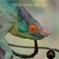 Parson's Chameleon Husbandry & Care
